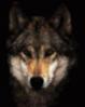 Аватар для NightWolf