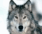 Аватар для Mr. Wolf^^