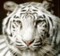 White_Tiger