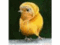 Аватар для chick1