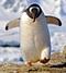 Аватар для FatPenguin