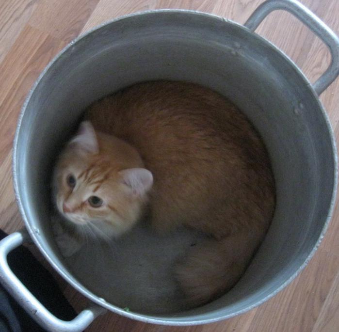 рыжики... солить?!