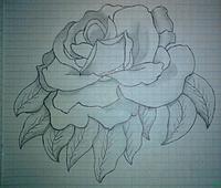 rose 1