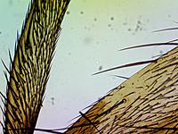 Лапка мухи из набора препаратов, которые шли в комплекте.