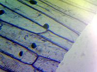 Лук репчатый (препарат был в комплекте к микроскопу). Объектив 10x (среднее увеличение).