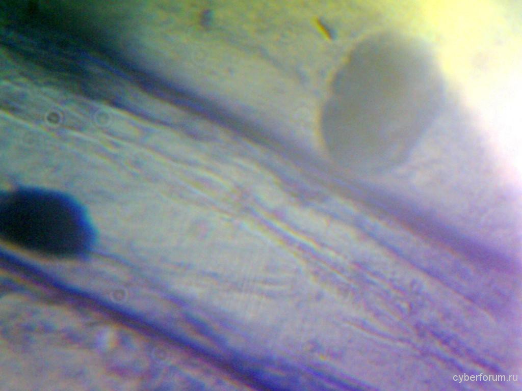 Лук репчатый (препарат был в комплекте к микроскопу). Объектив 40x (максимальное увеличение).