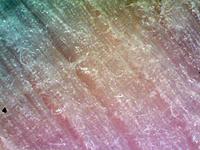 Древесина спички. Объектив 4x (минимальное увеличение).