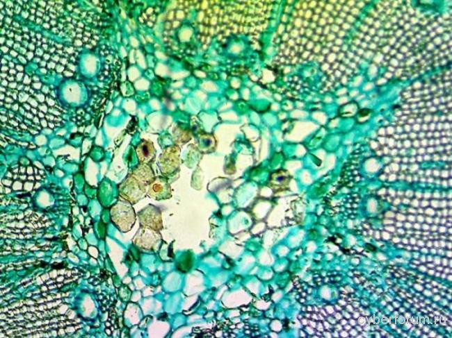 Срез сосны (препарат был в комплекте к микроскопу).